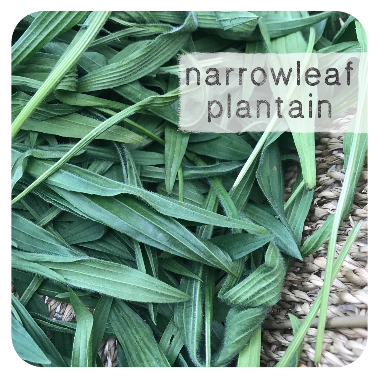 SOLD OUT 8077 Dried Narrowleaf Plantain