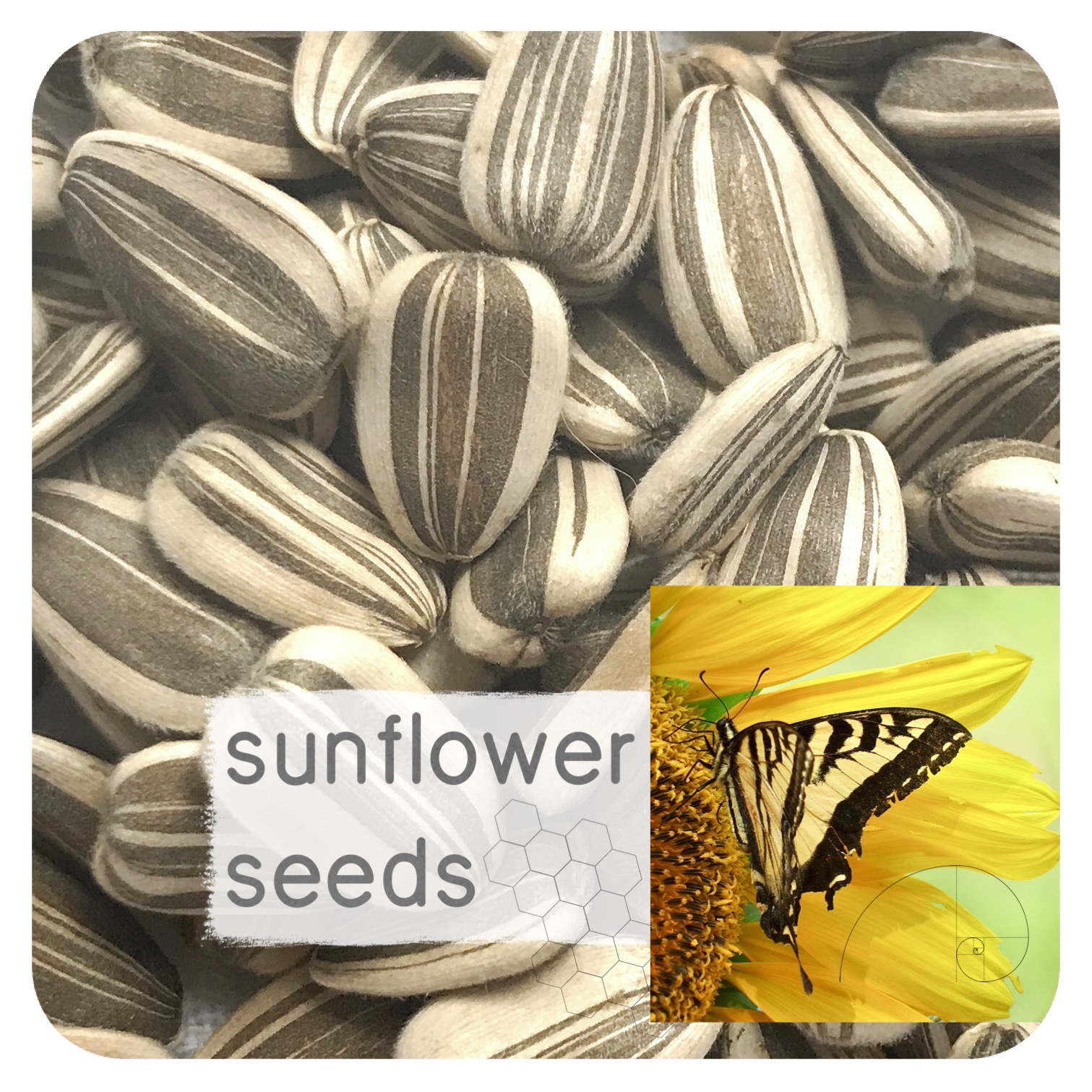 (SOLD OUT)8043 Packet of 100 Sunflower Seeds