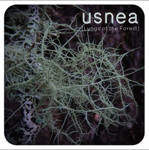 SOLD OUT 8050 Dried Usnea Lichen