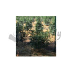 9782 Digital Image HempFarm 01